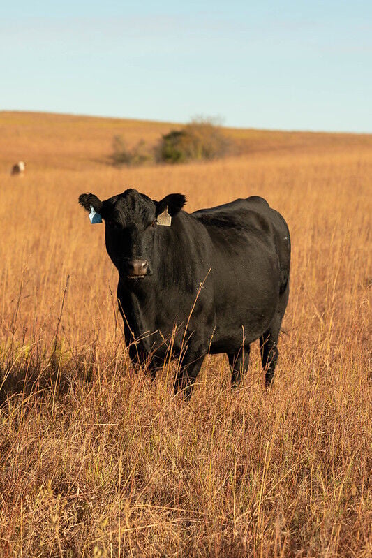 CC Cow BCS